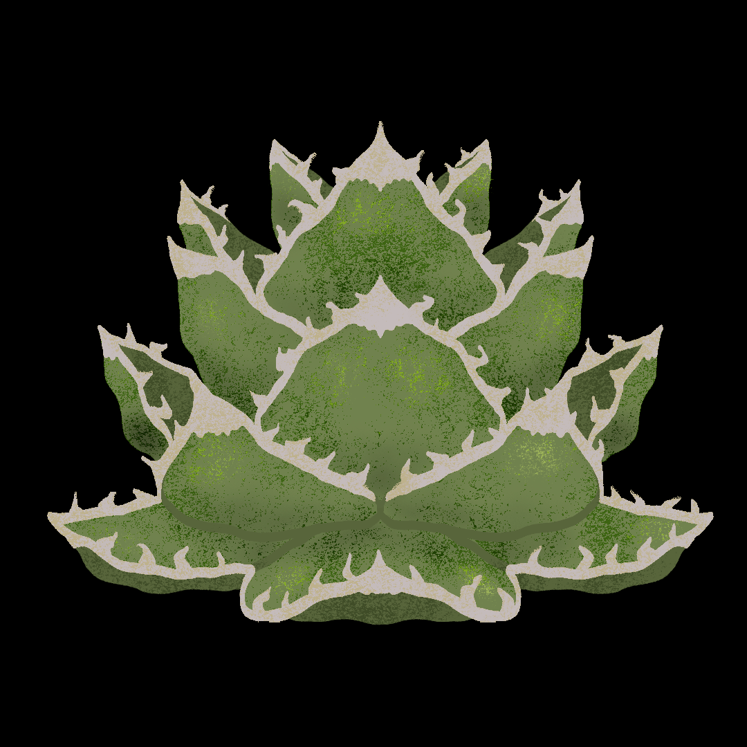 Agave oteroi.