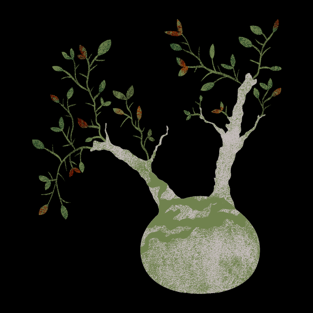 Fouquieria purpusii artwork