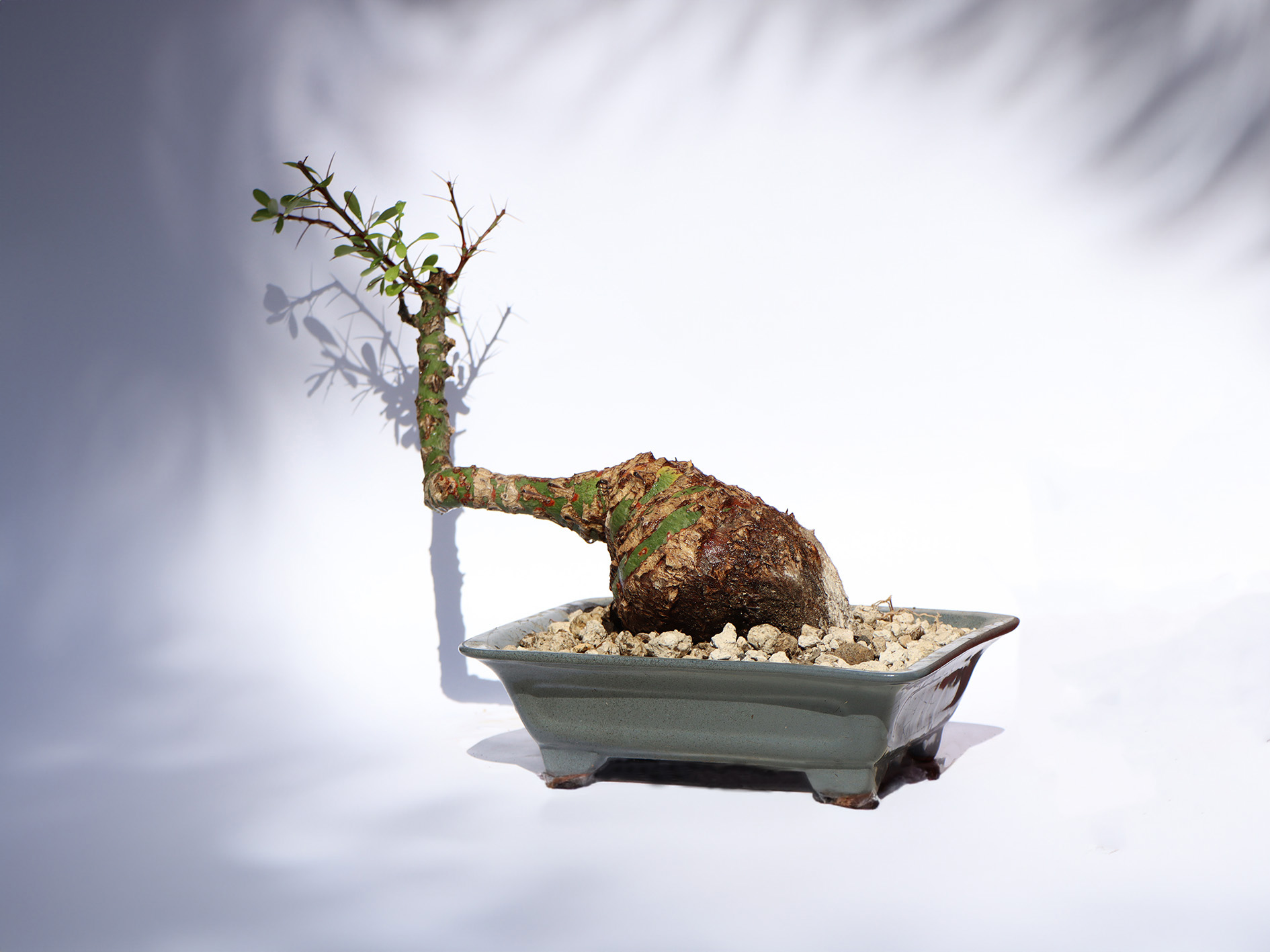 Fouquieria fasciculata artwork