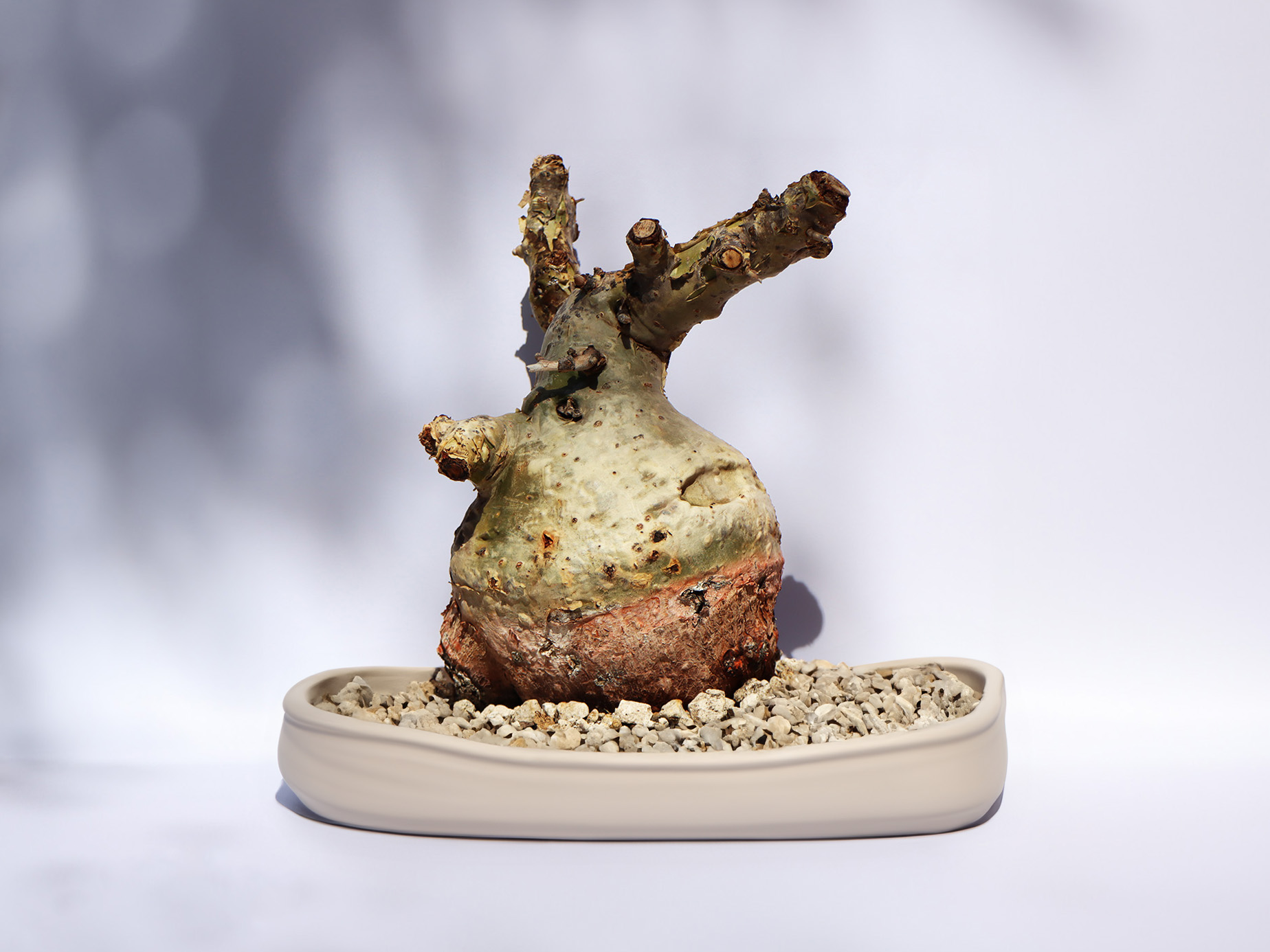 Pachycormus discolor artwork