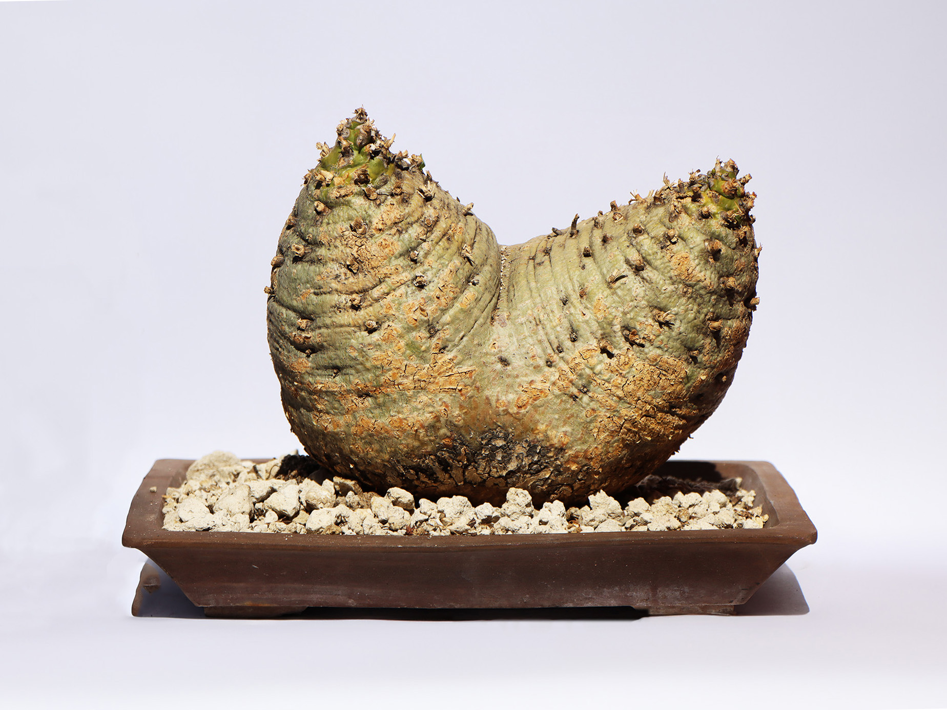 Fouquieria columnaris